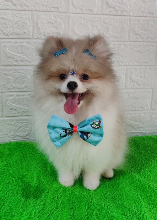 foto carrousel 7-min